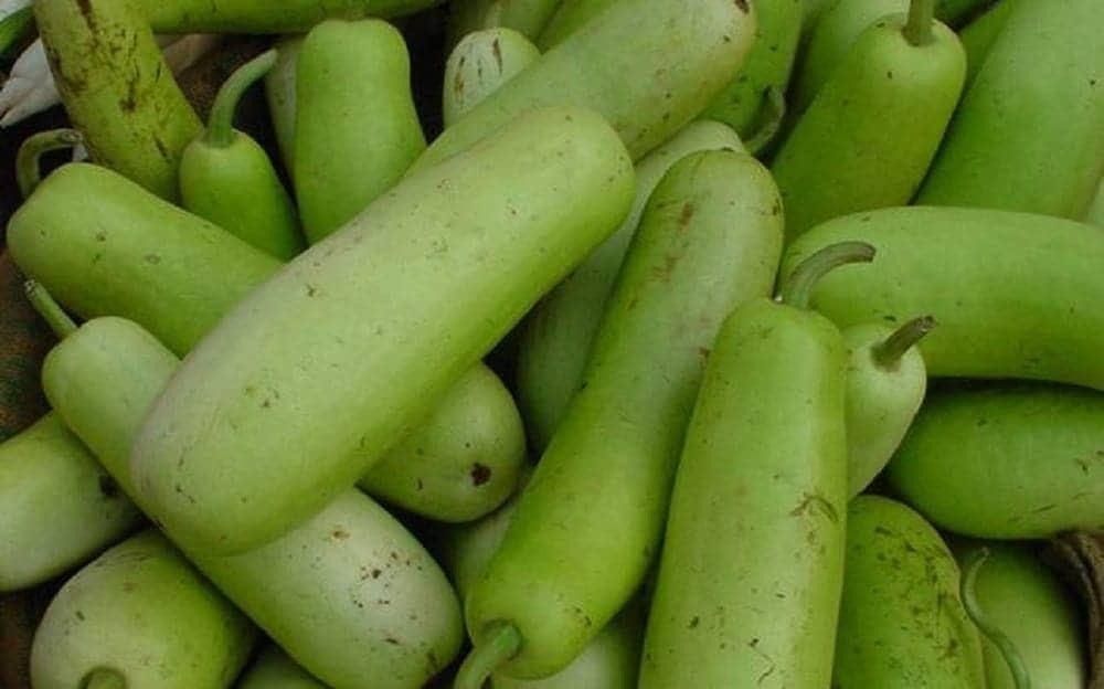 Include Bottle Gourd in Your Cooking